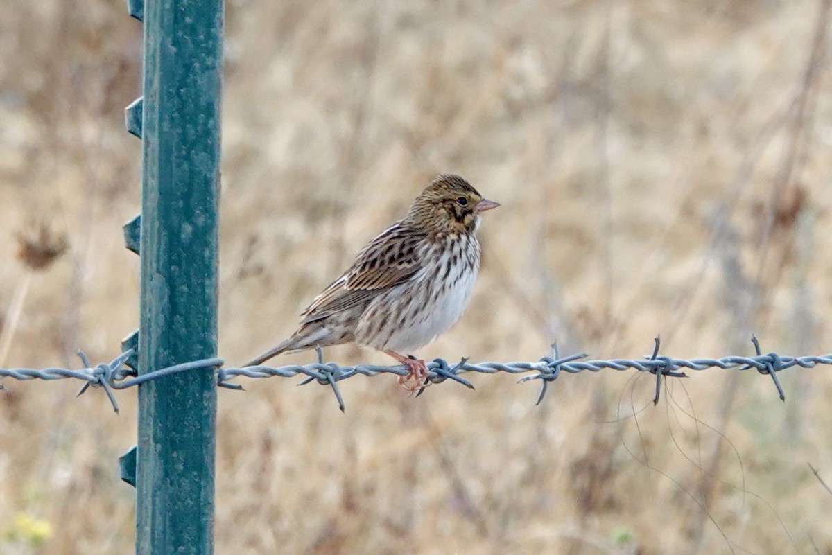 Savannah Sparrow - Susan Goodrich