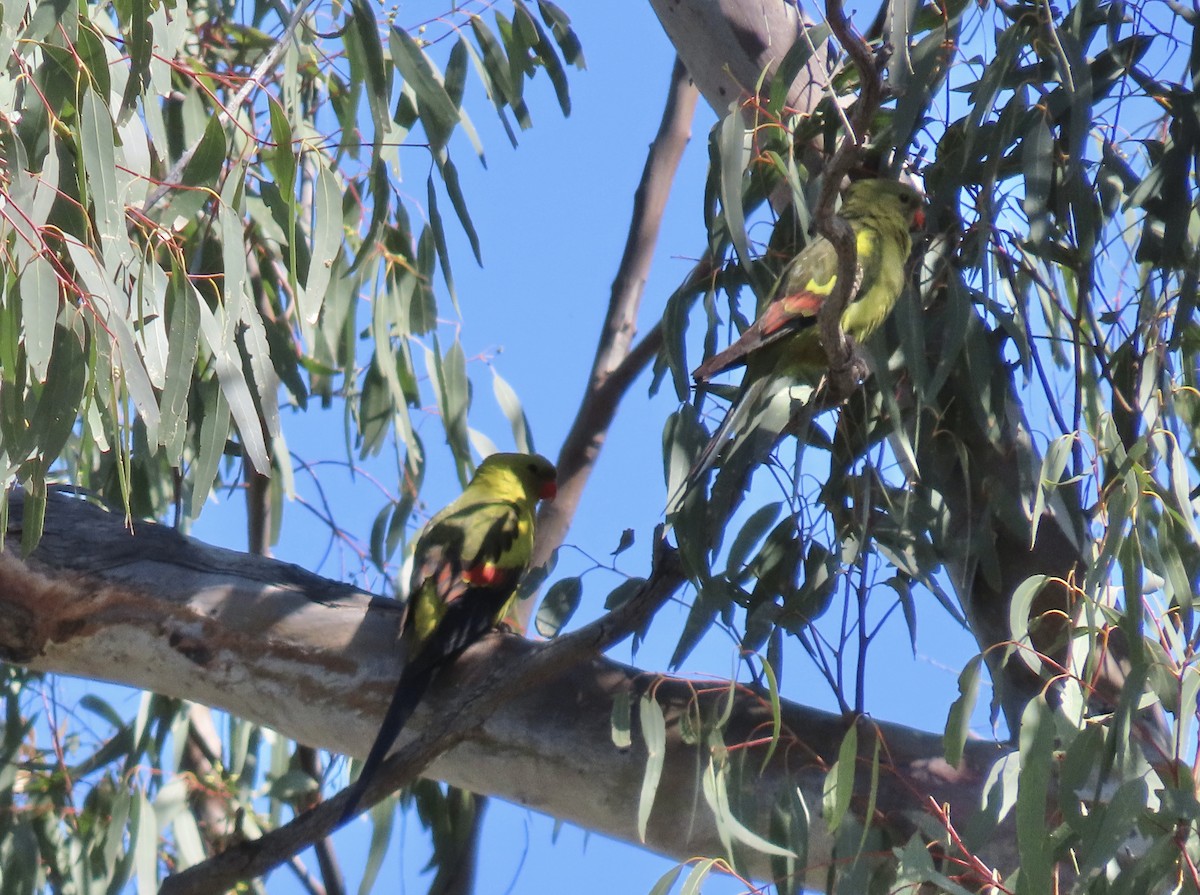 Regent Parrot - ML609487629