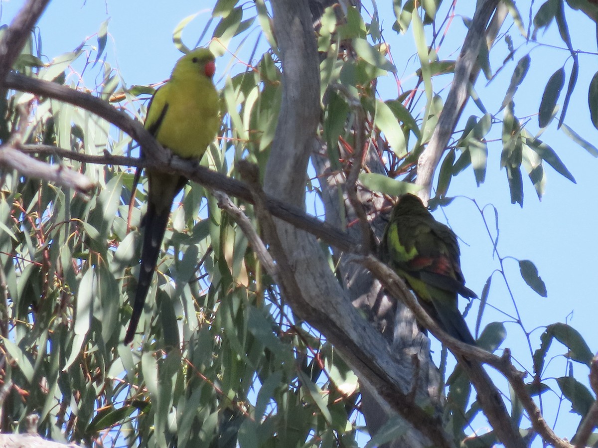 Regent Parrot - ML609487630