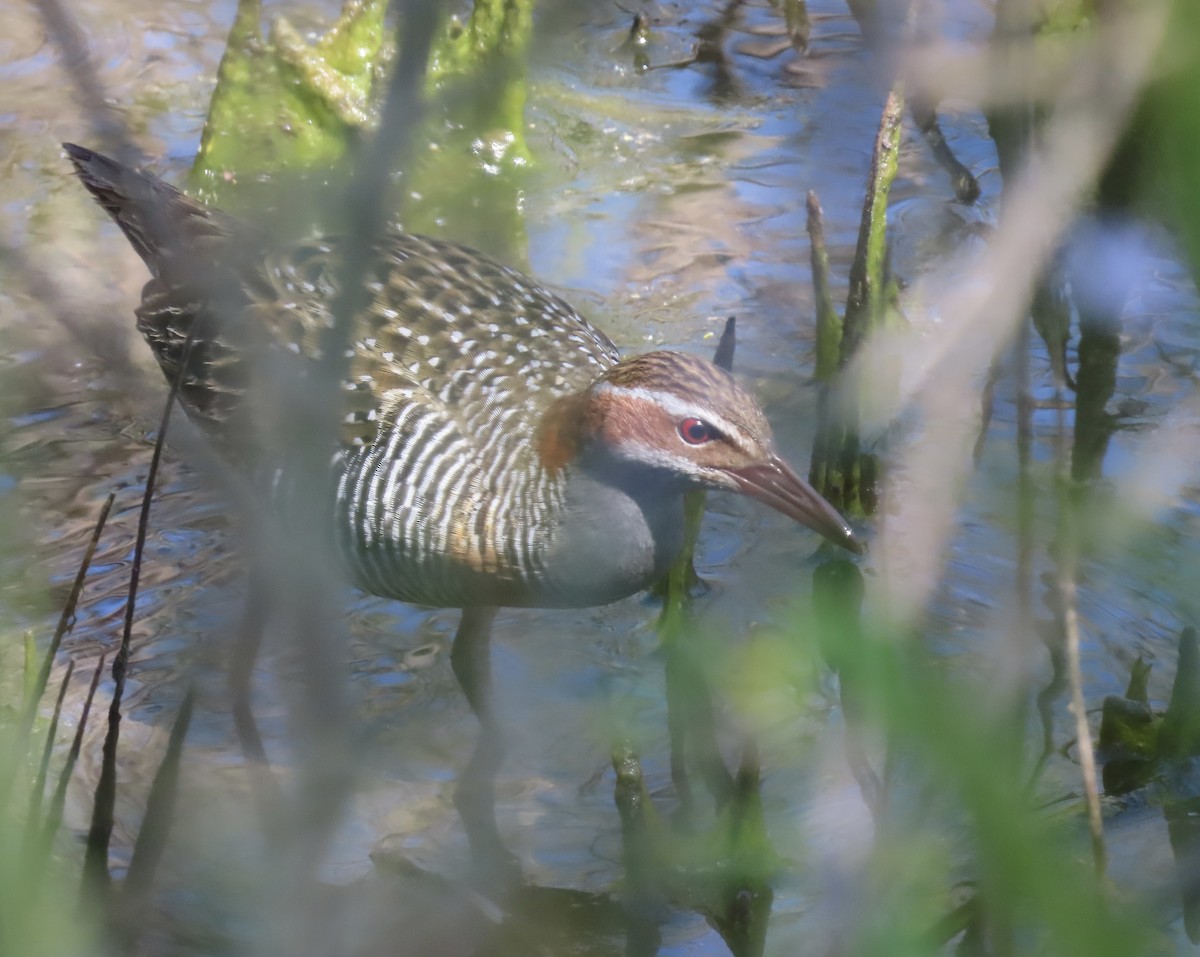 Buff-banded Rail - ML609487650