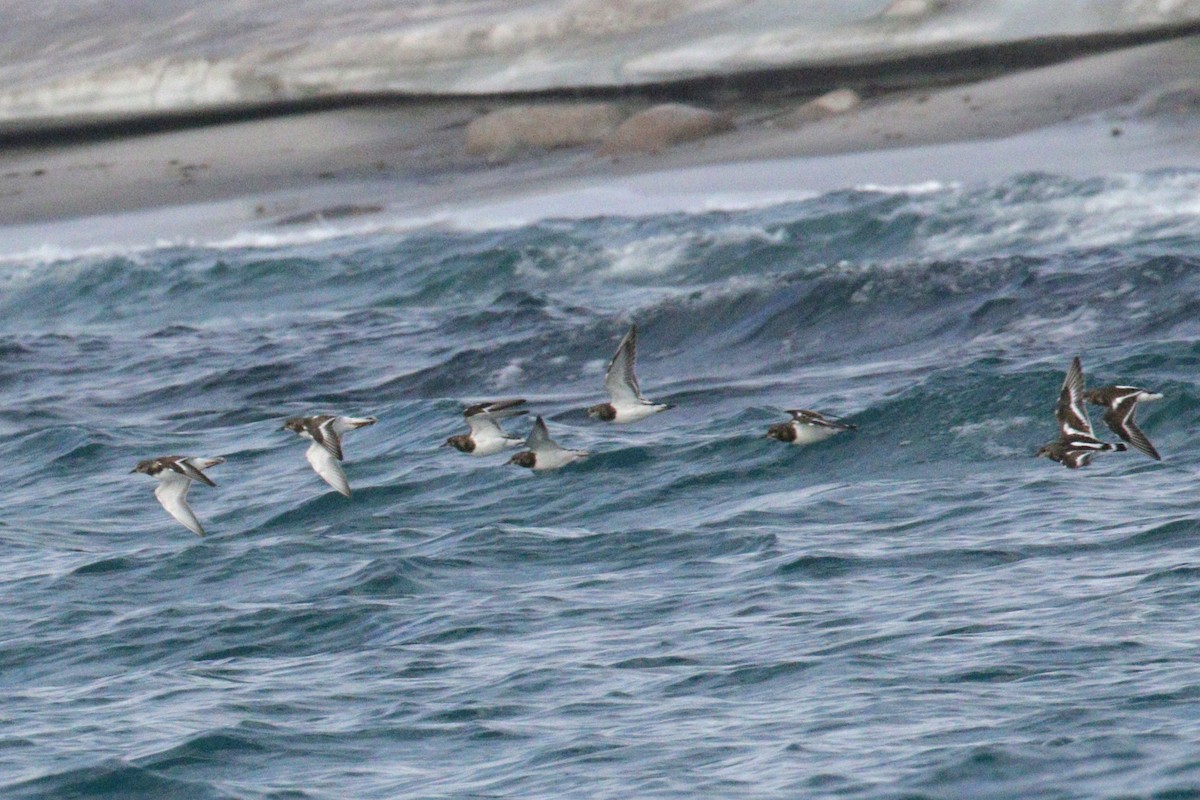 Ruddy Turnstone - ML609487816