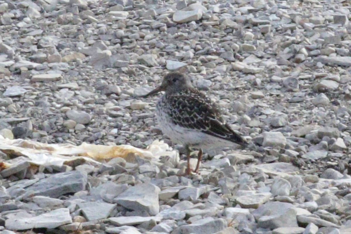 Purple Sandpiper - ML609487838