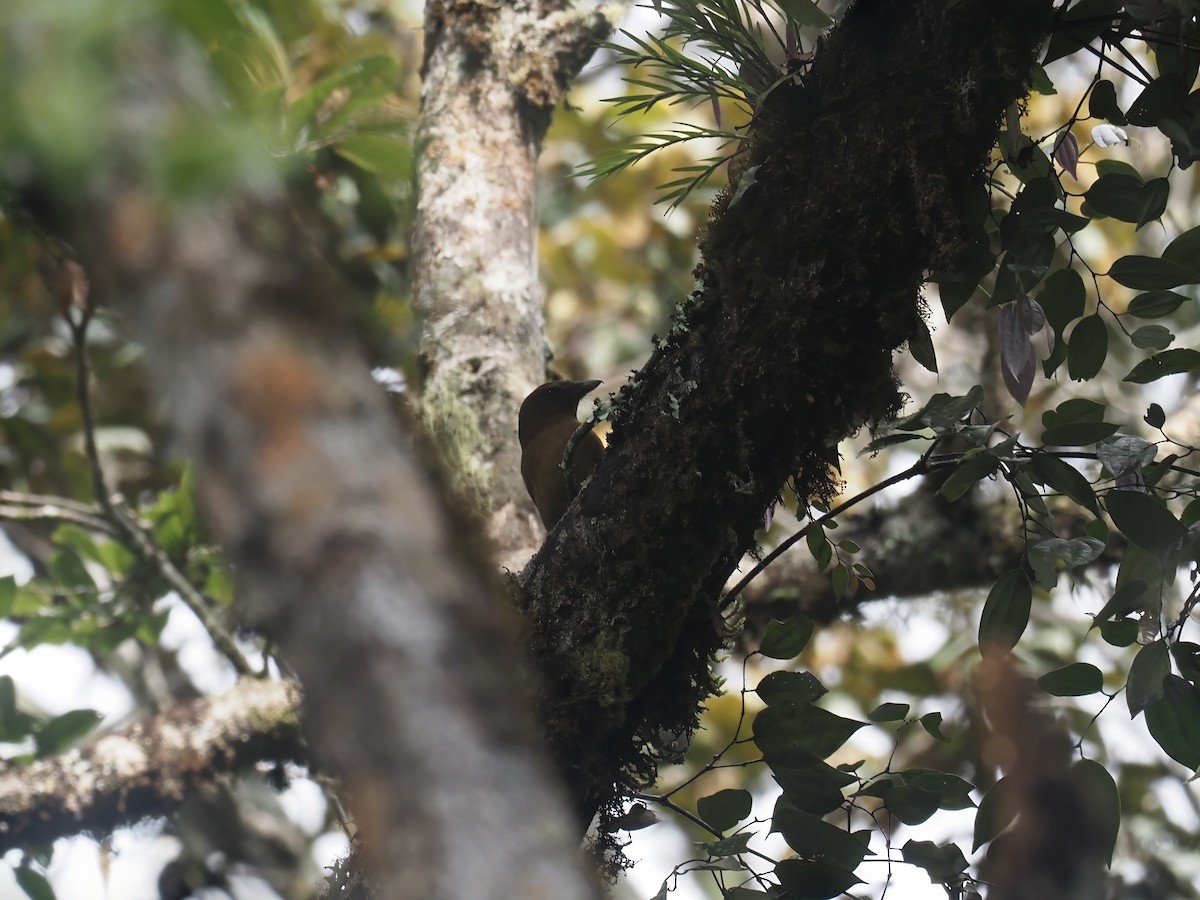 MacGregor's Bowerbird - ML609487854