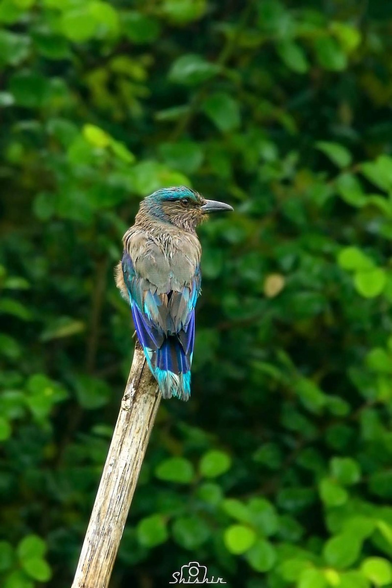 Indian x Indochinese Roller (hybrid) - SHISHIR RAHMAN