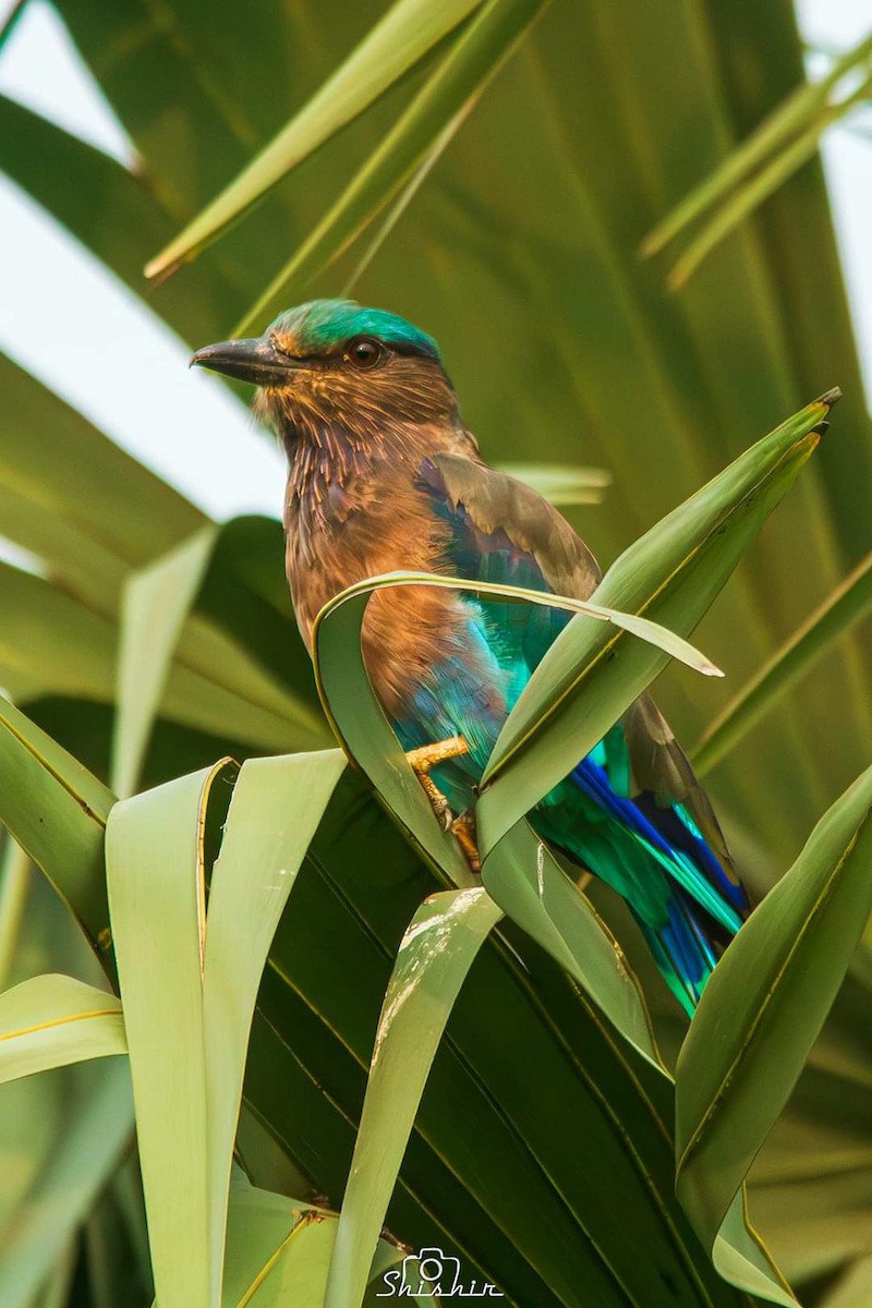 Indian x Indochinese Roller (hybrid) - ML609487916