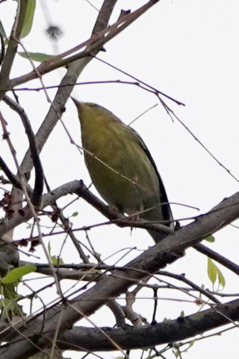 Blackpoll Warbler - Steve Neely