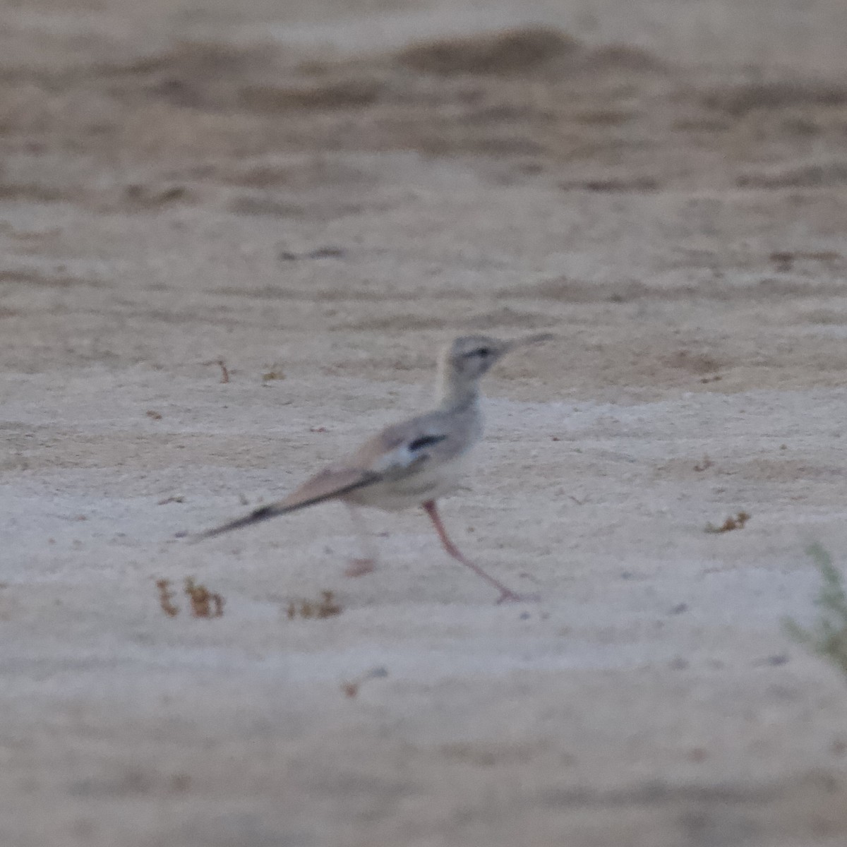 Greater Hoopoe-Lark - ML609488033