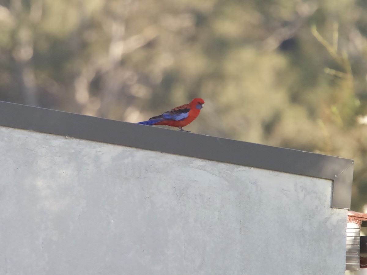 Crimson Rosella - ML609488166