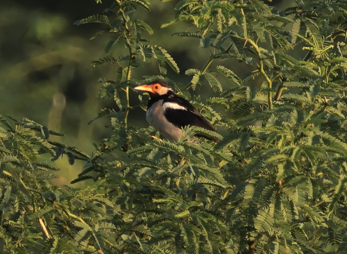 Indian Pied Starling - ML609488408