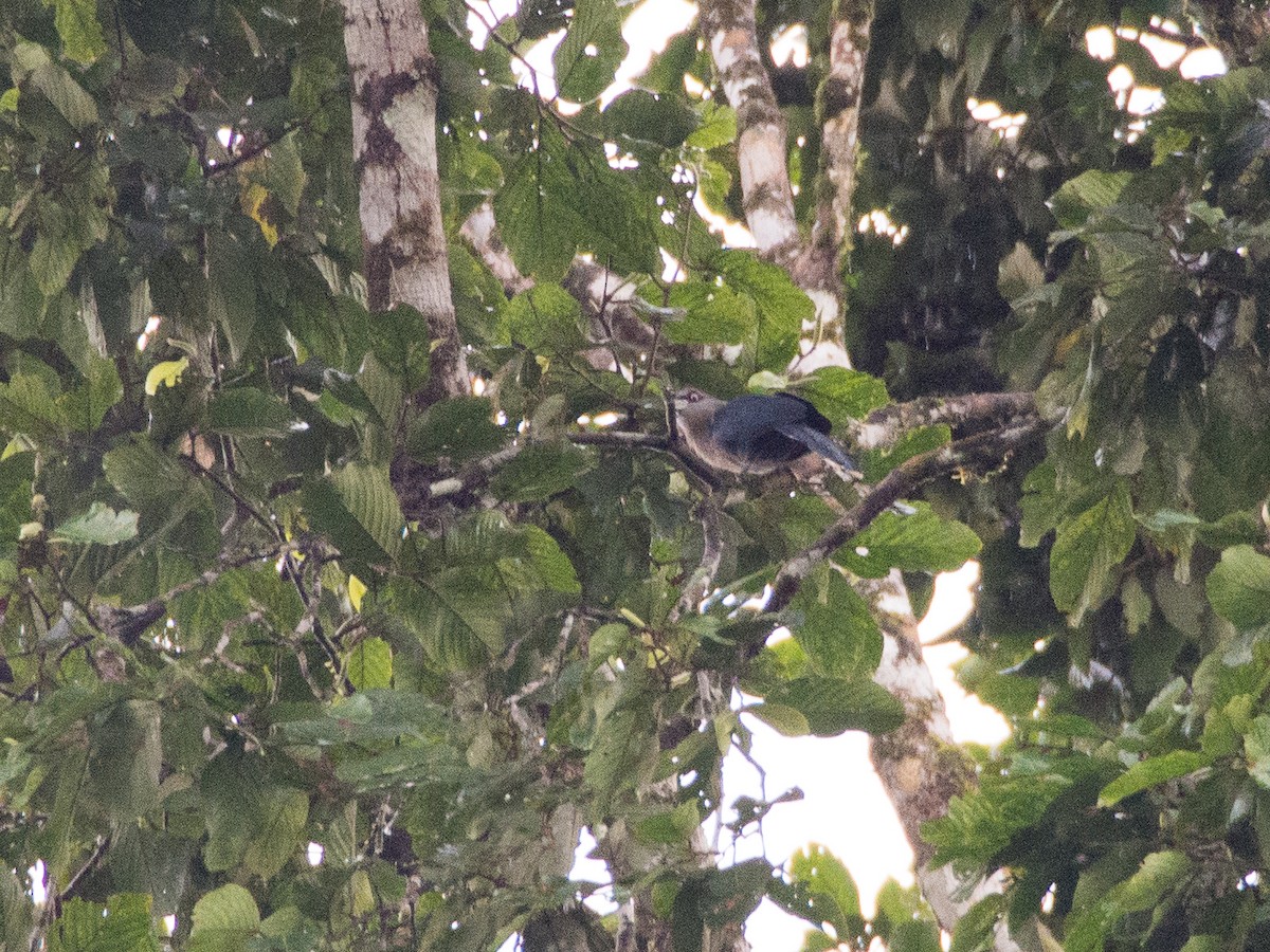 Black-bellied Malkoha - ML609488410