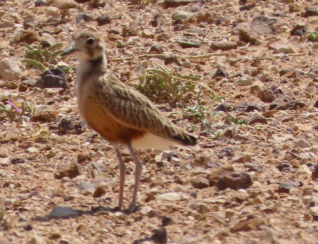 Inland Dotterel - ML609488531