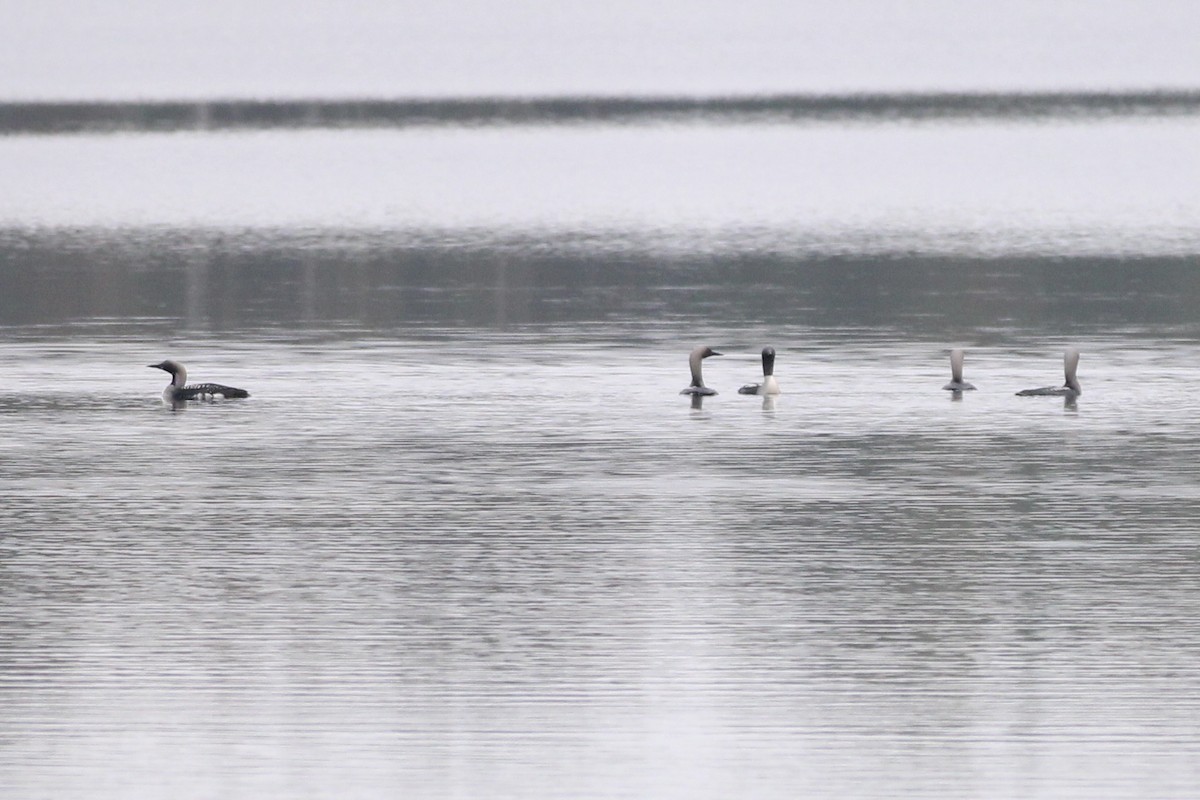 Arctic Loon - ML609488559