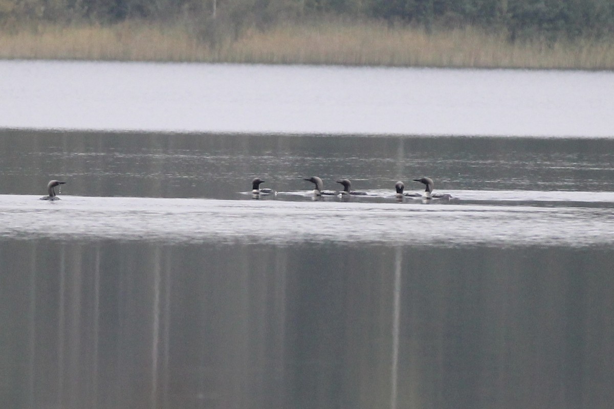 Arctic Loon - ML609488561