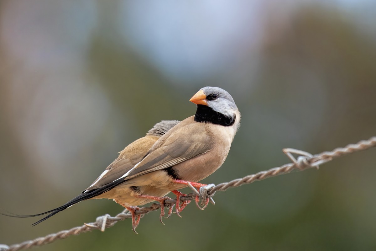 Long-tailed Finch - ML609488629