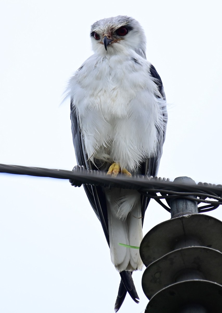 Black-winged Kite - ML609488675