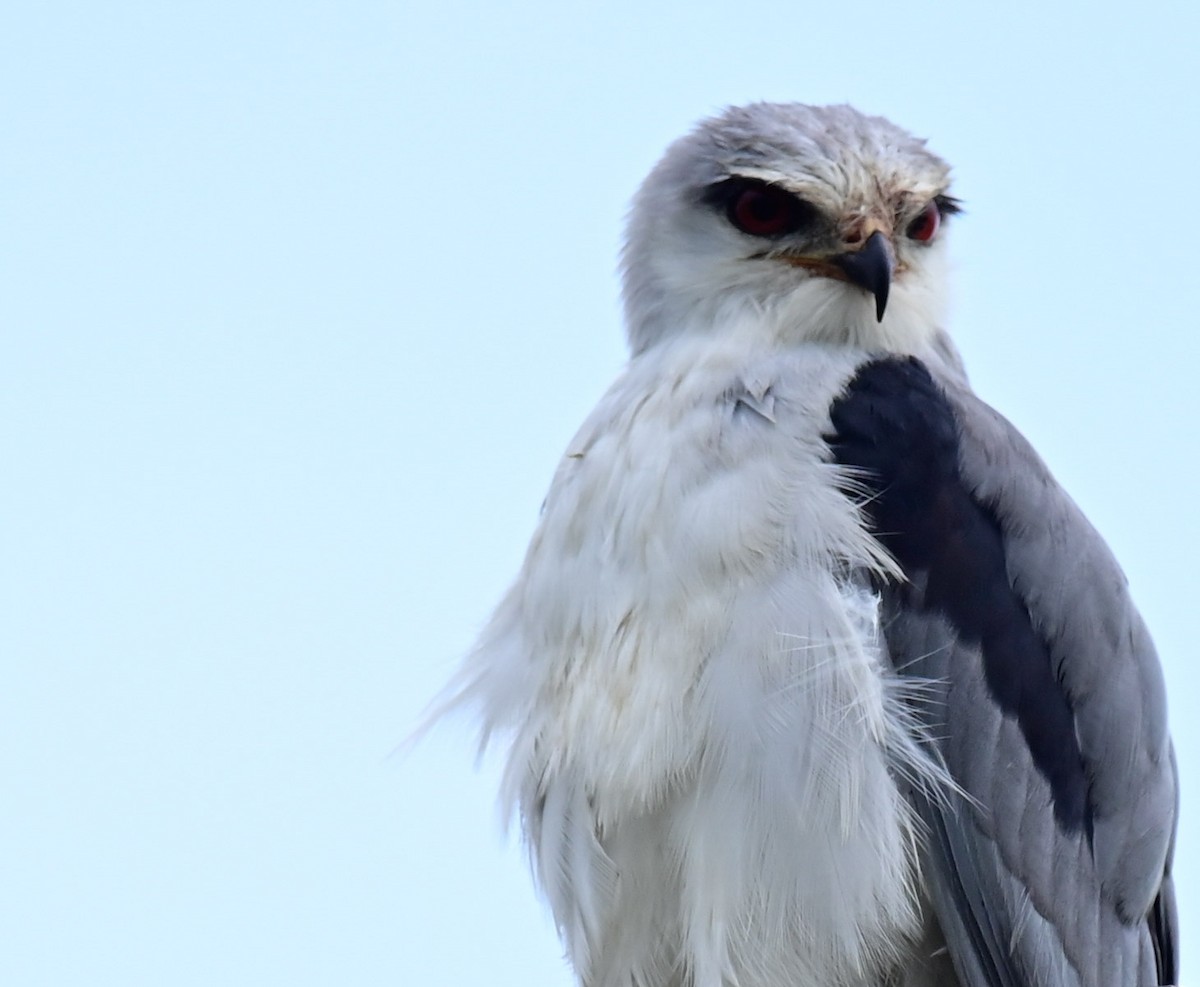 Black-winged Kite - ML609488676