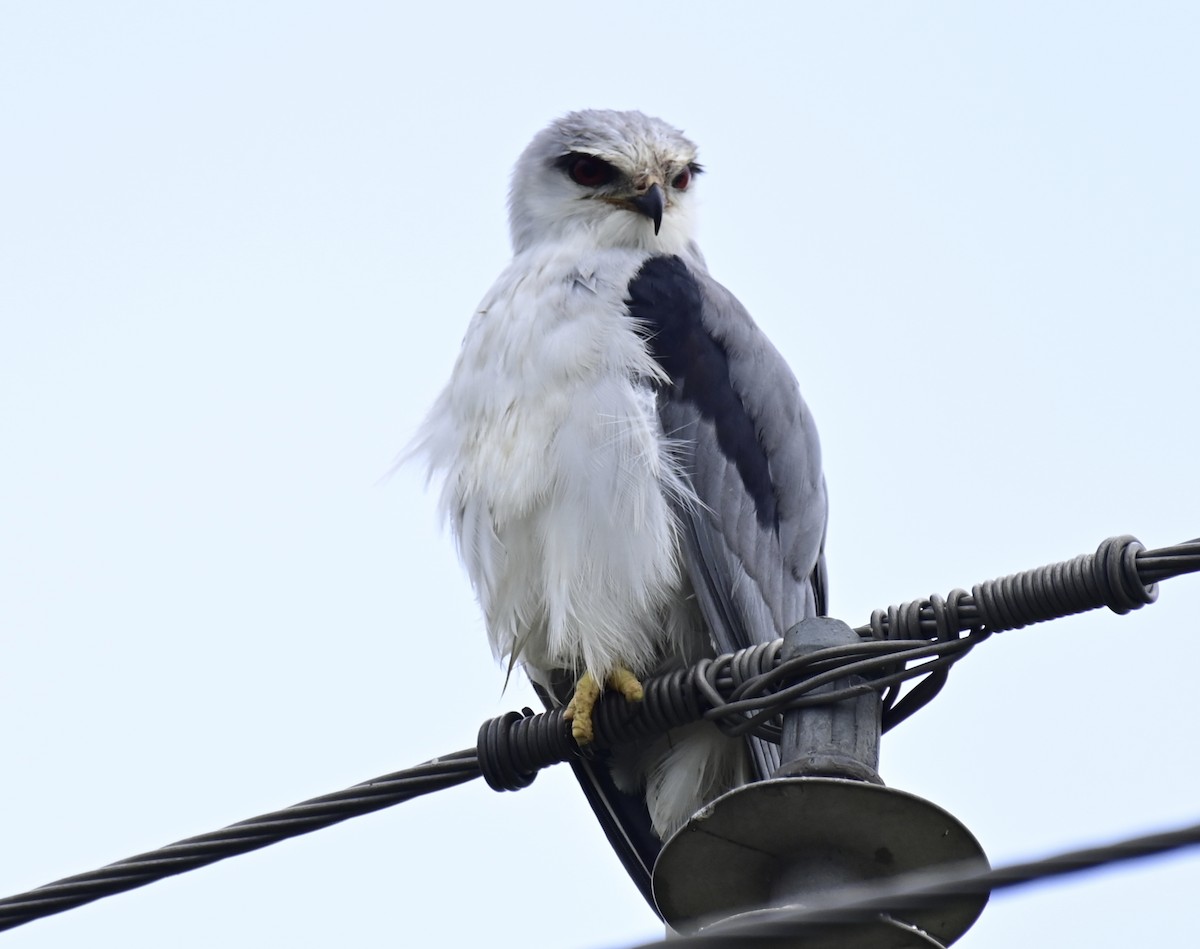 Black-winged Kite - ML609488678