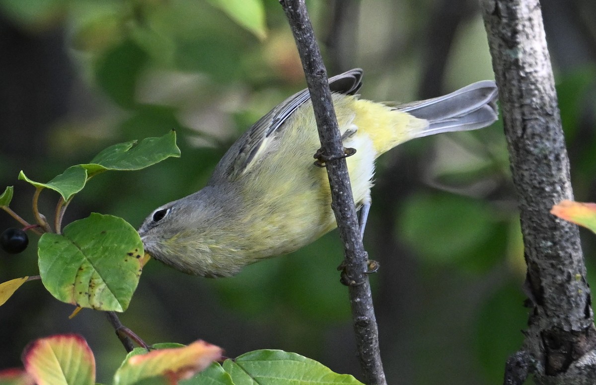 Orange-crowned Warbler - ML609488699