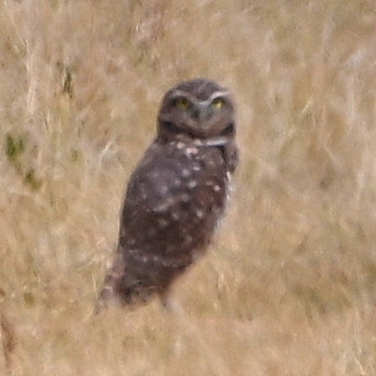 Burrowing Owl - ML609488709