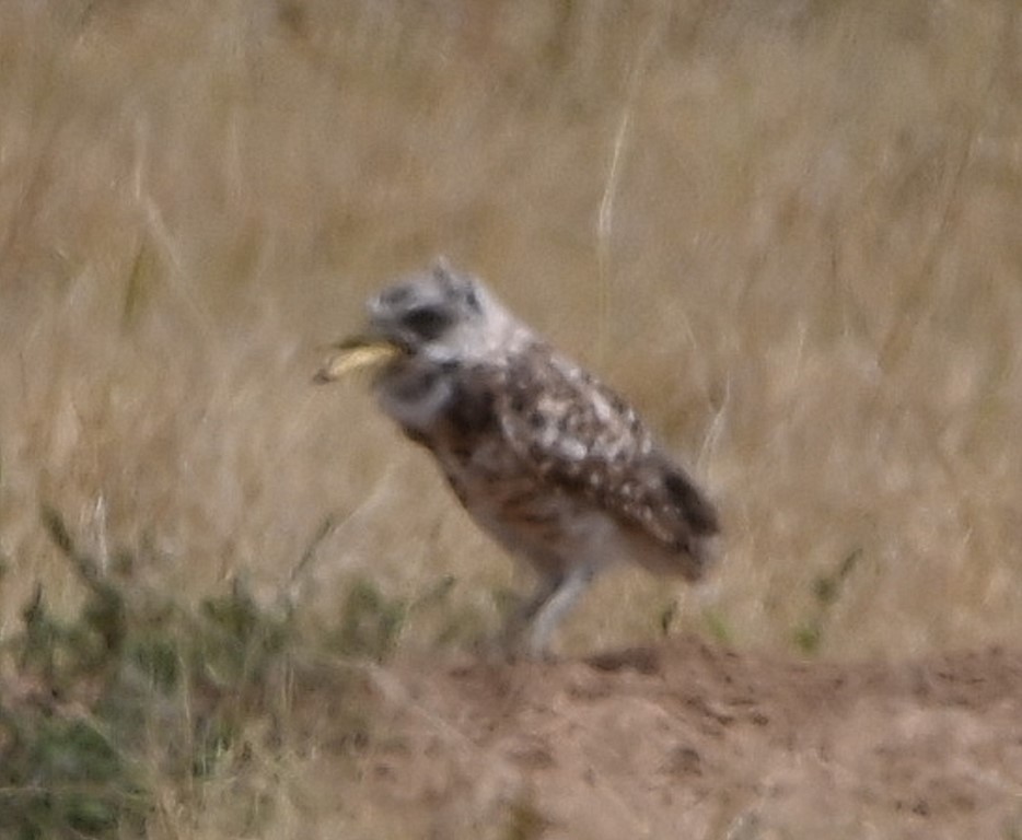 Burrowing Owl - ML609488712