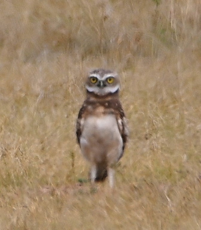 Burrowing Owl - Steve Davis