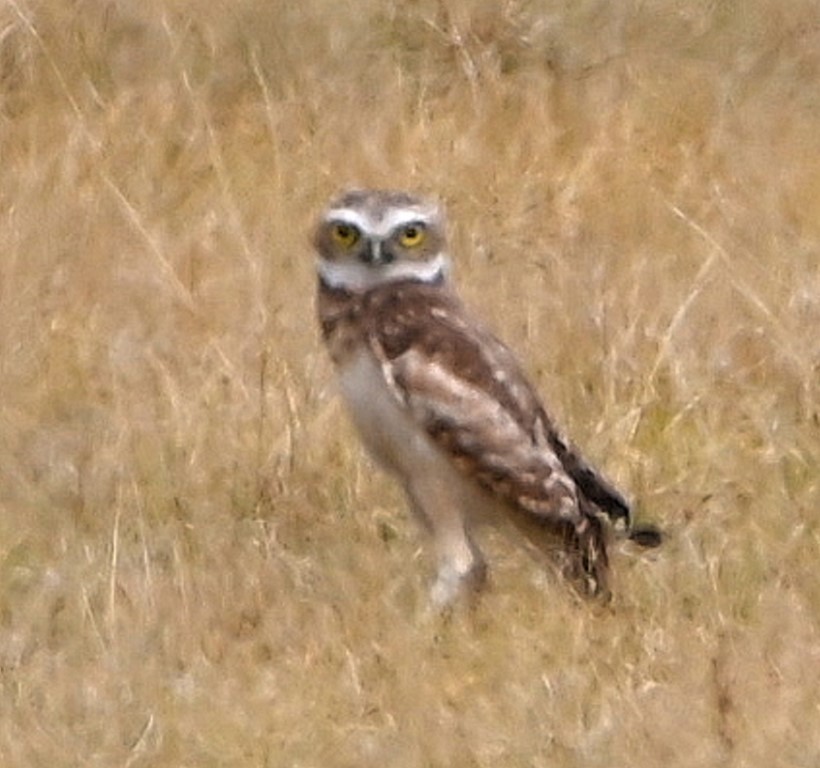 Burrowing Owl - ML609488714