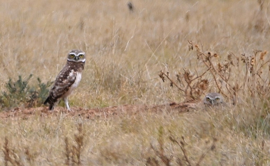 Burrowing Owl - ML609488715