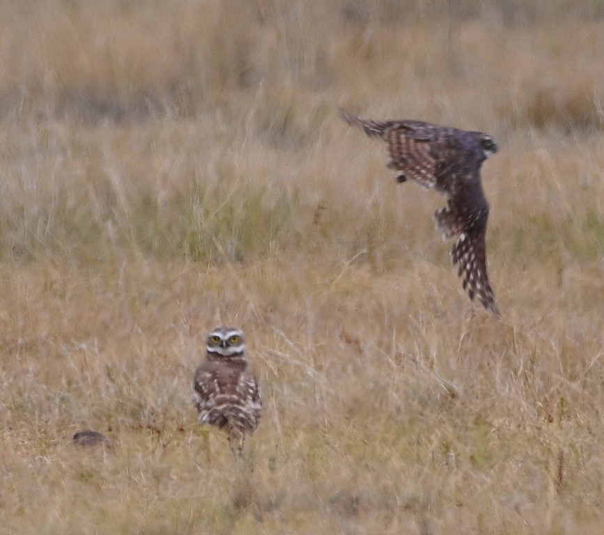 Burrowing Owl - Steve Davis