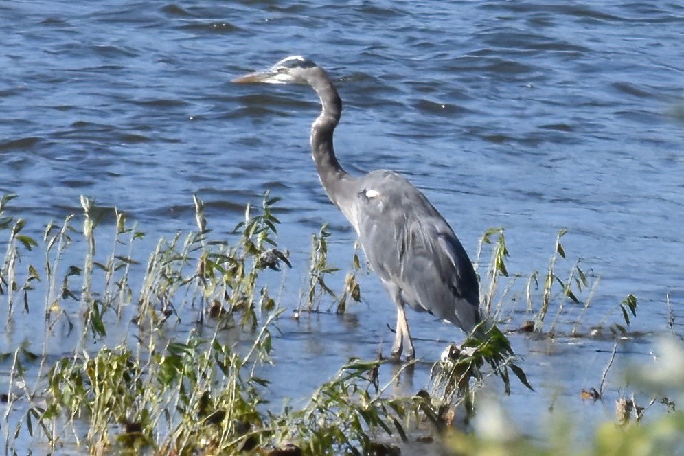 Great Blue Heron - ML609488729