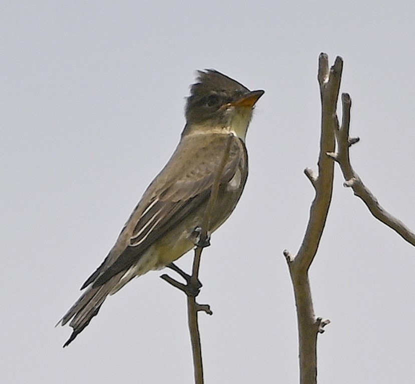 Olive-sided Flycatcher - ML609488742