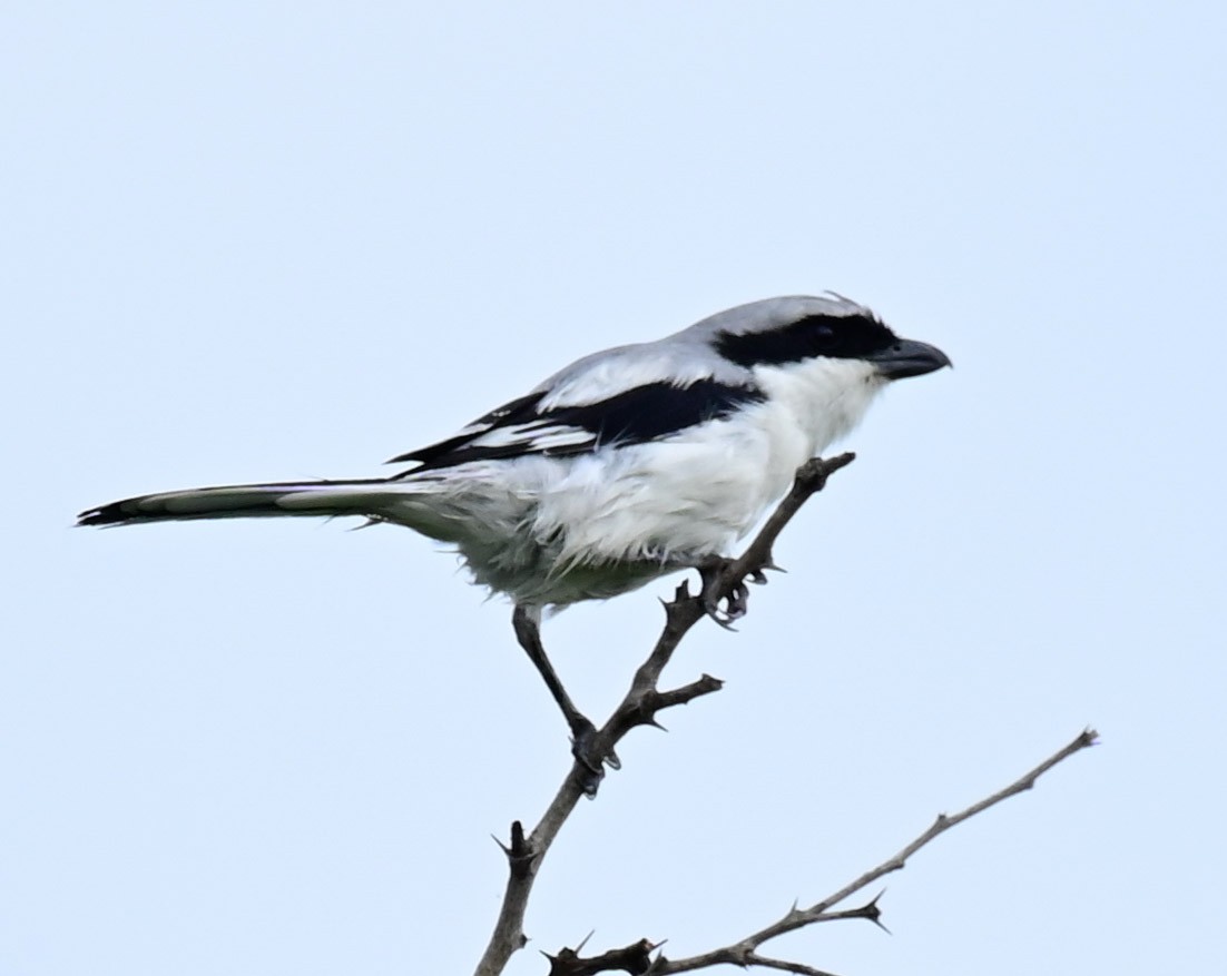 חנקן גדול - ML609488746