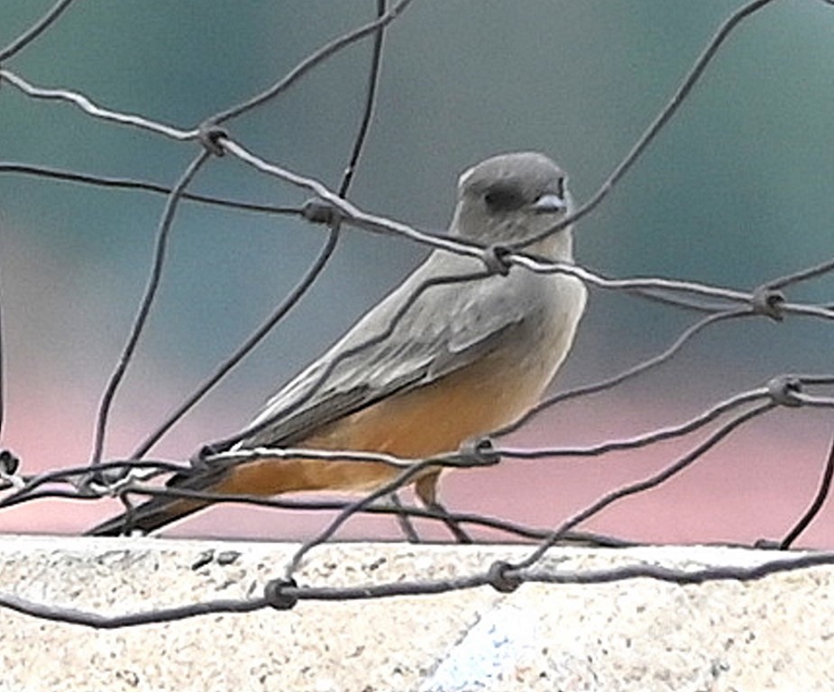 Say's Phoebe - ML609488760