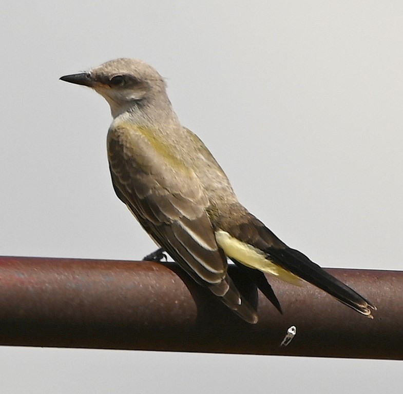 Western Kingbird - ML609488777