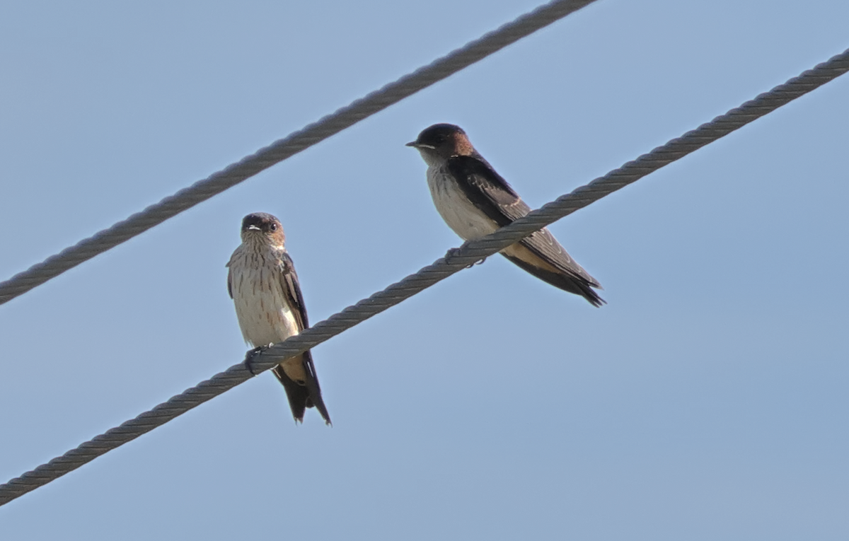 Streak-throated Swallow - ML609488778