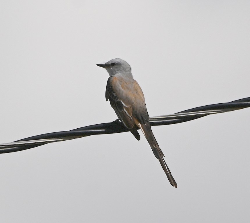 Scissor-tailed Flycatcher - ML609488798