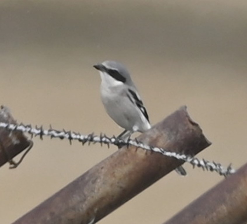 Loggerhead Shrike - ML609488805