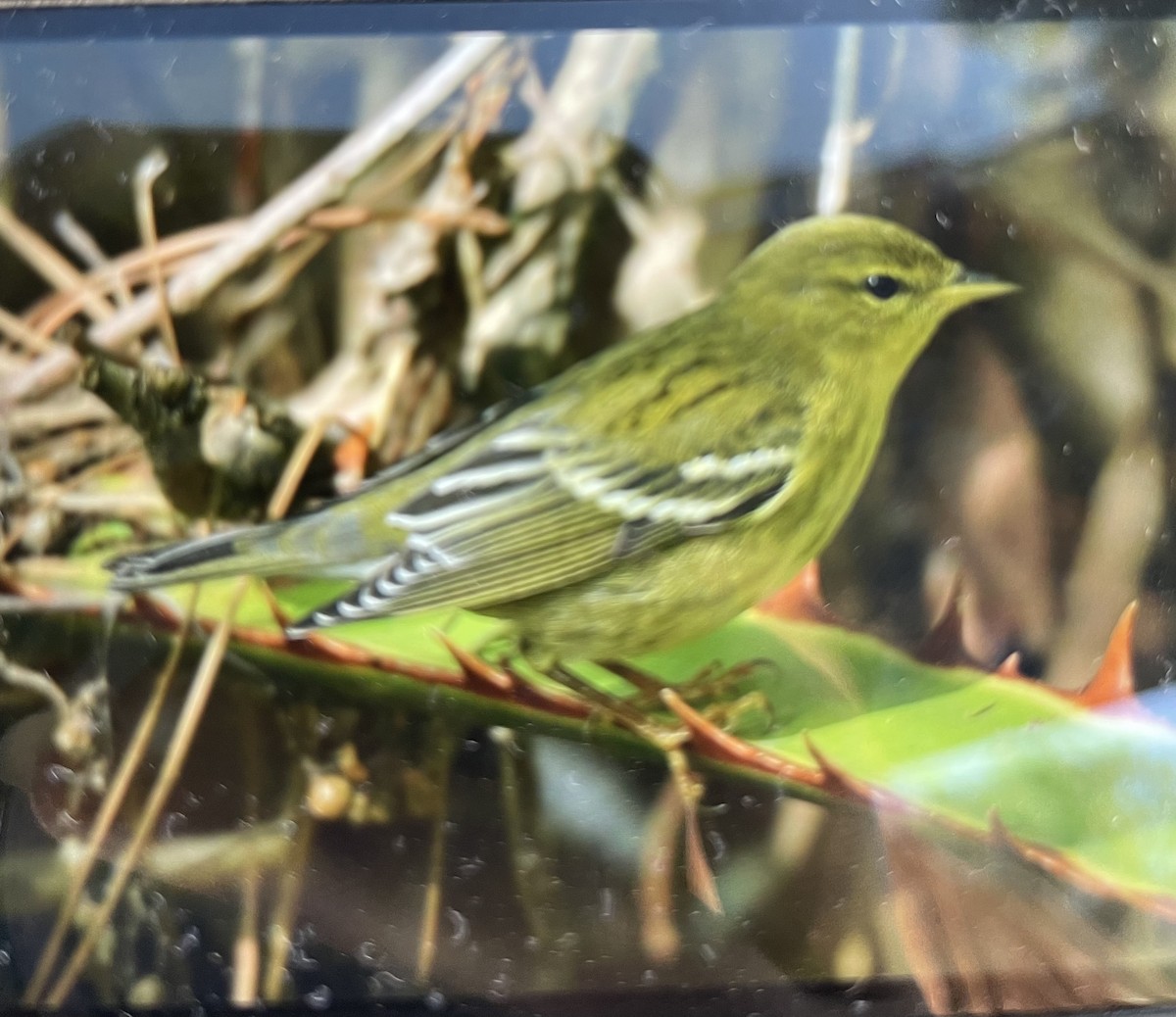 Blackpoll Warbler - Lily Yllescas