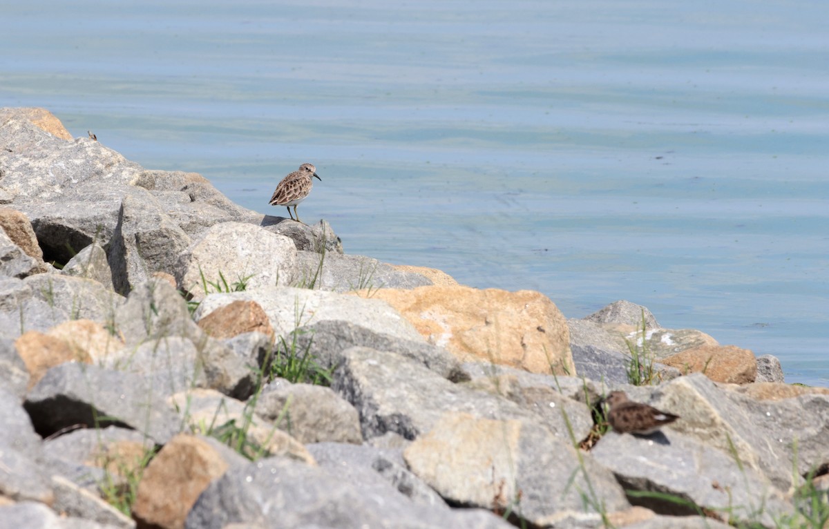 Least Sandpiper - Sarah Morris