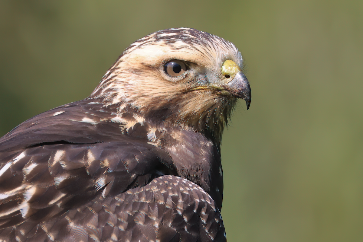 Swainson's Hawk - ML609488843