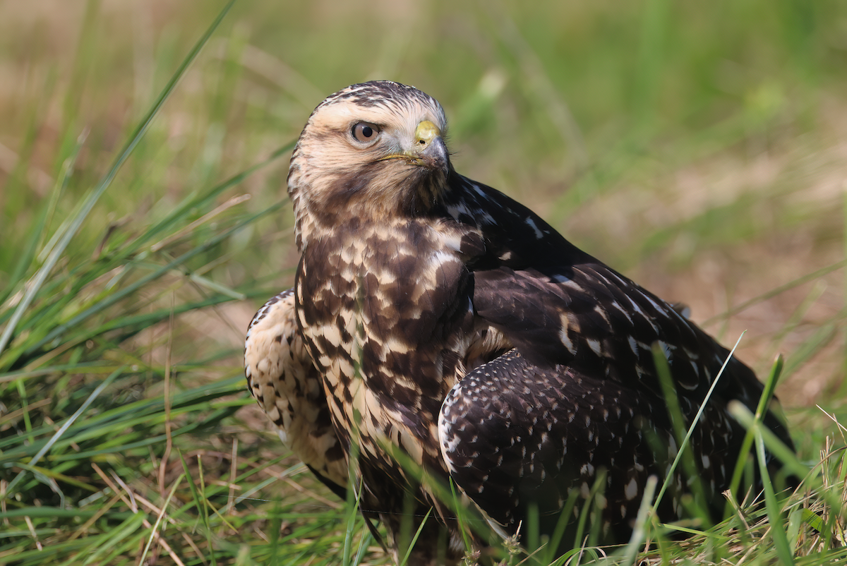 Swainson's Hawk - Allison Matlock