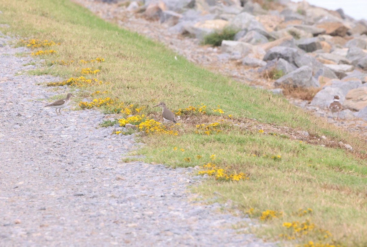 Spotted Sandpiper - Sarah Morris