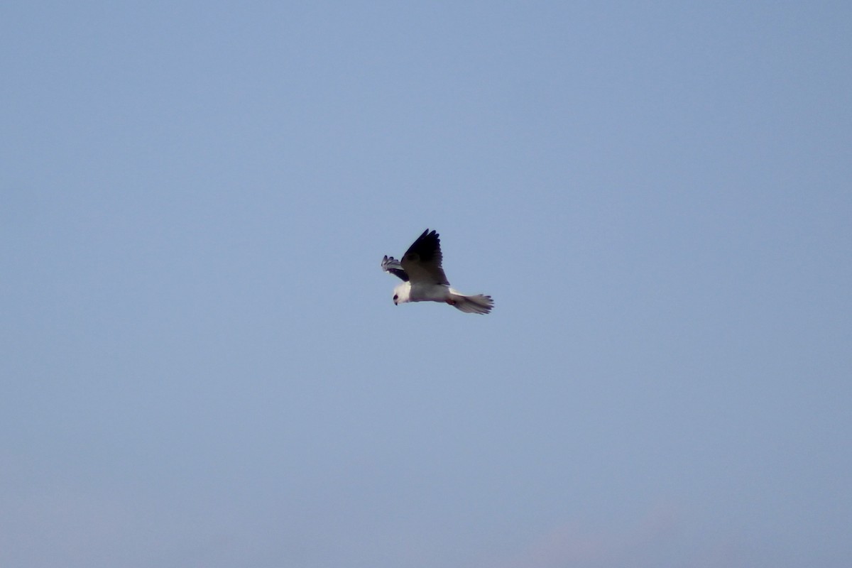 White-tailed Kite - Dan Kuhlman