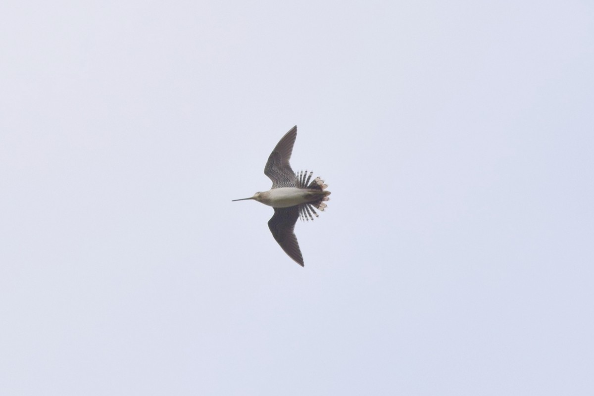 Latham's Snipe - ML609488894