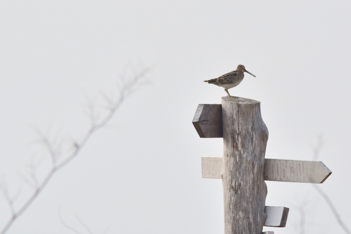 Latham's Snipe - ML609488896