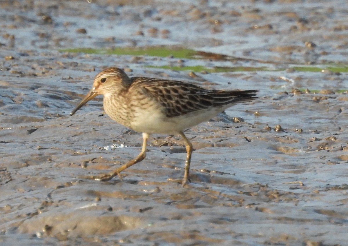 Pectoral Sandpiper - ML609488997