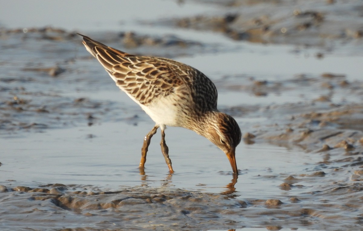 Pectoral Sandpiper - ML609489017