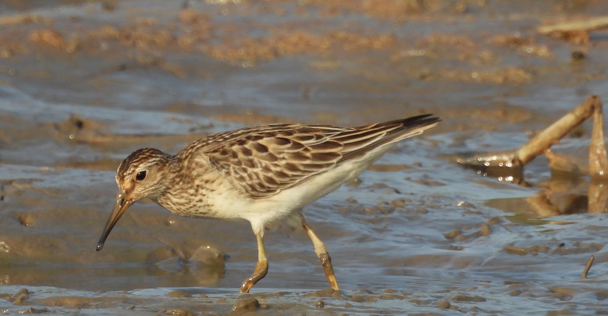 Pectoral Sandpiper - ML609489023