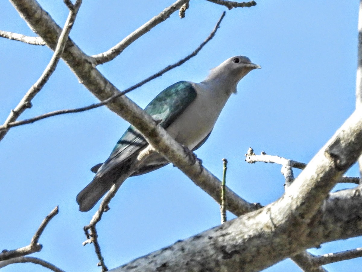 Green Imperial-Pigeon (Green) - Warren Regelmann