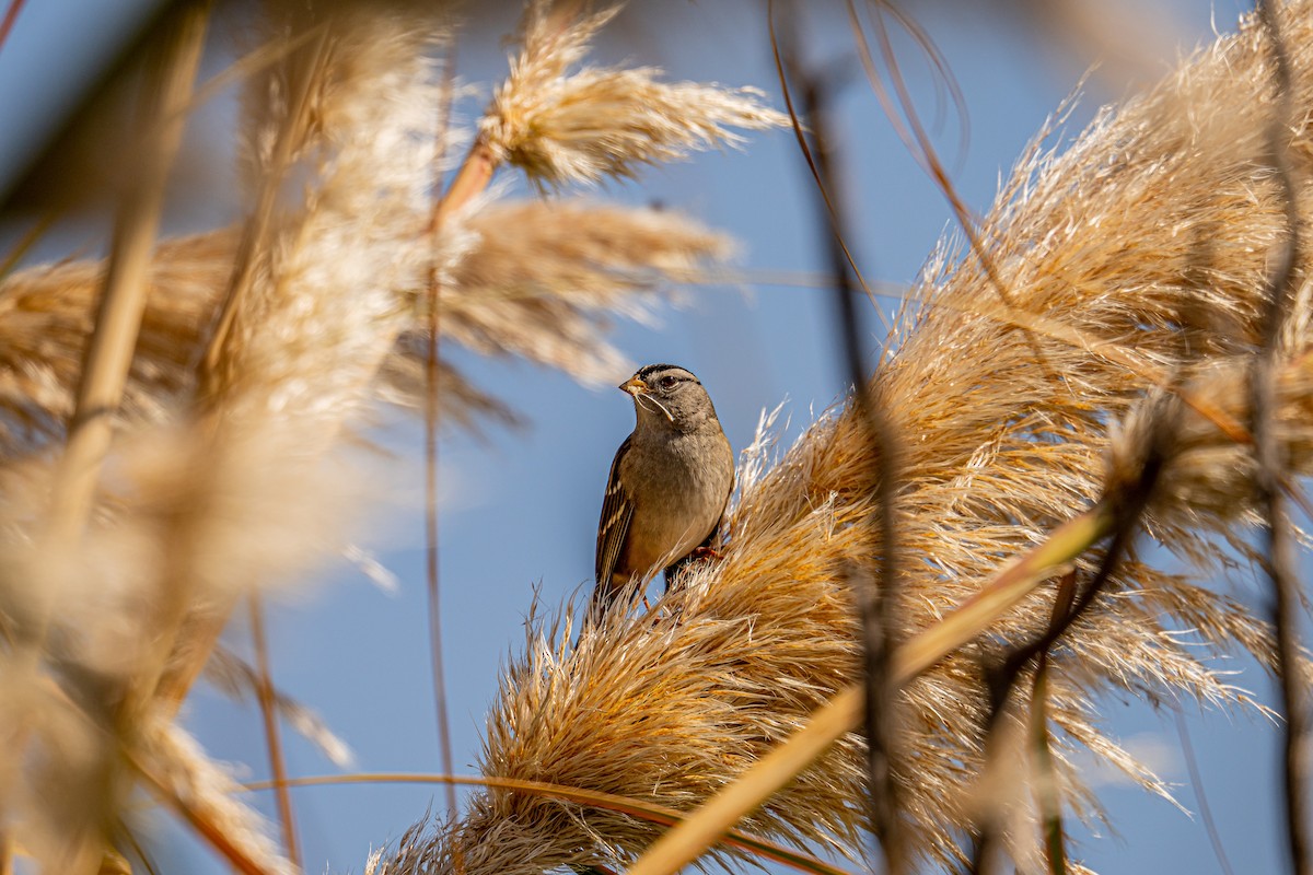 White-crowned Sparrow - ML609489123