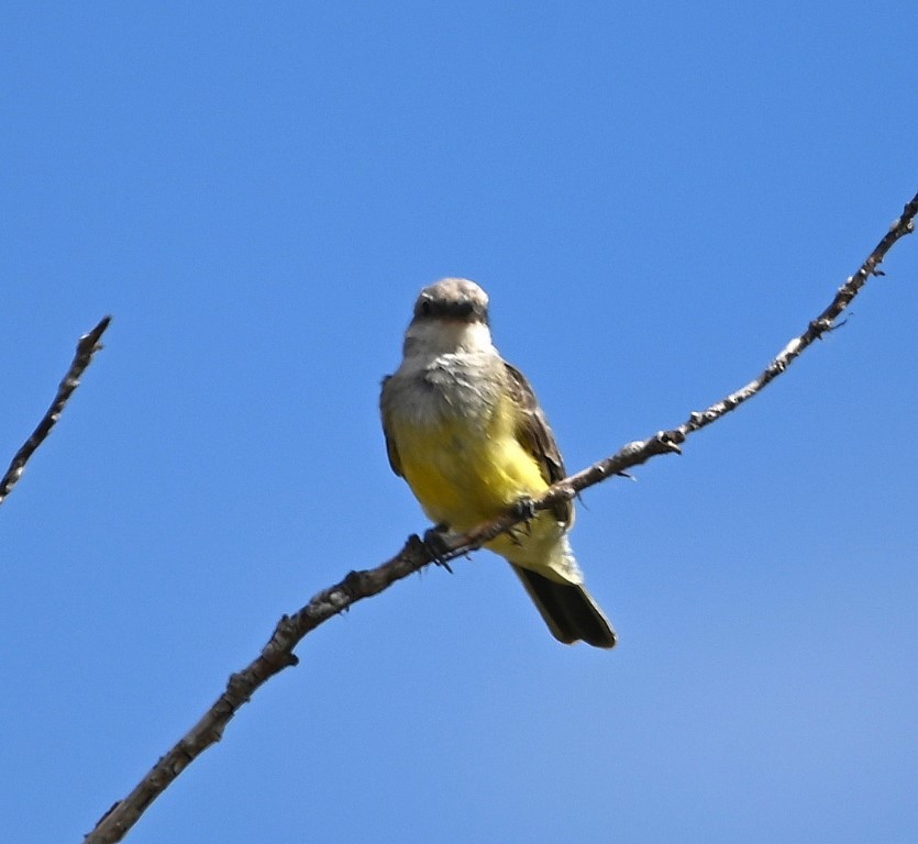 Western Kingbird - ML609489361